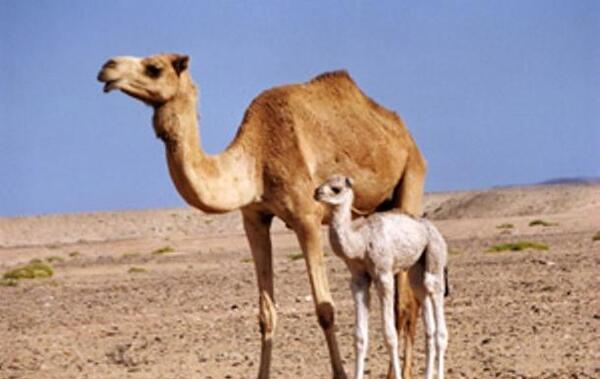 عکس بچه ی شتر