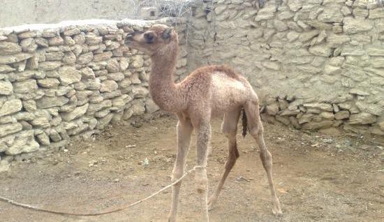 عکس بچه ی شتر