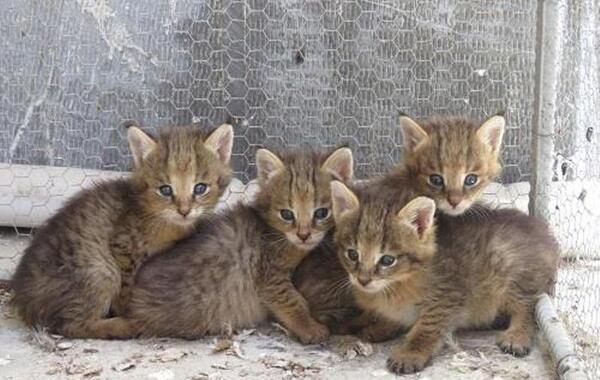 عکس گربه وحشی مازندران