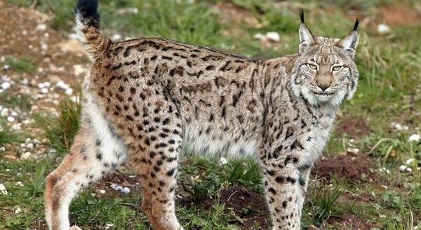 عکس گربه وحشی مازندران