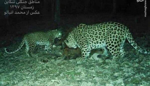 عکس گربه وحشی مازندران