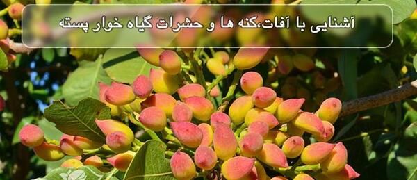 عکس کنه گیاه