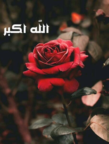 عکس الله در گل