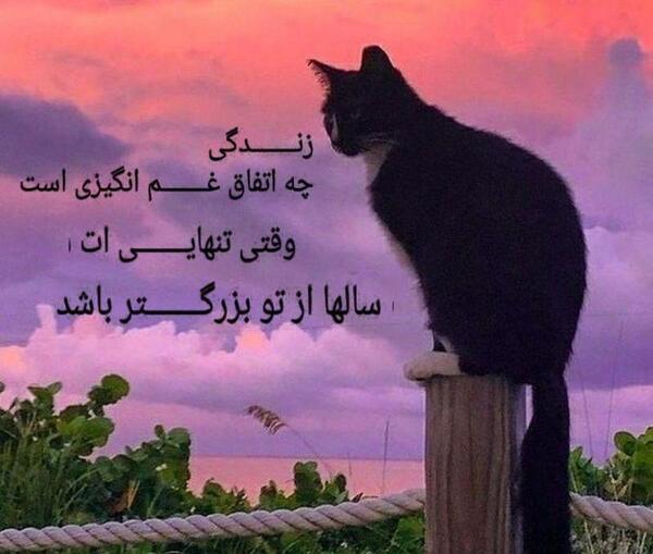 عکس گربه غم