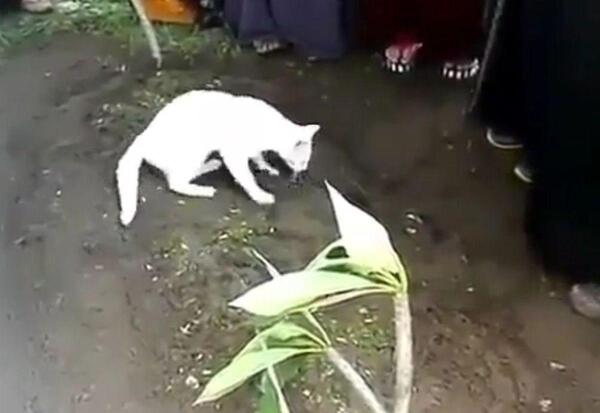 عکس گربه غم