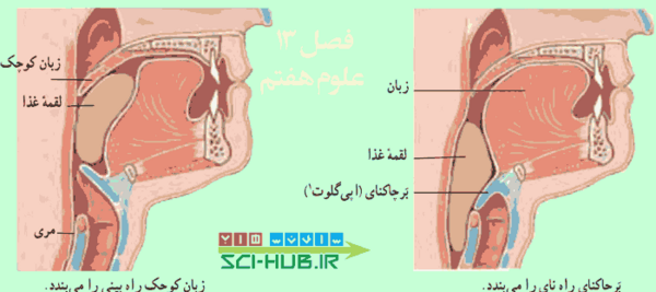 عکس سفر غذا در بدن انسان