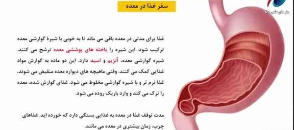 عکس سفر غذا در بدن انسان