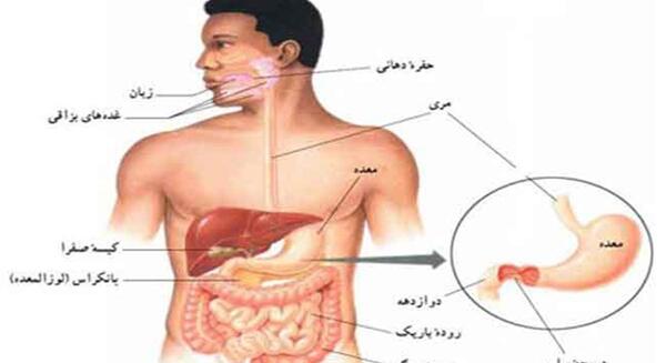 عکس سفر غذا در بدن انسان