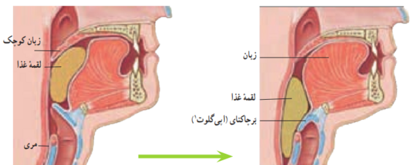 عکس سفر غذا در بدن انسان