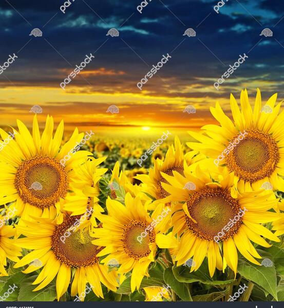 عکس غروب آفتاب در مزرعه