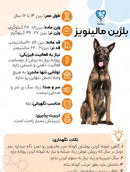 عکس سگ ژرمن مالینویز