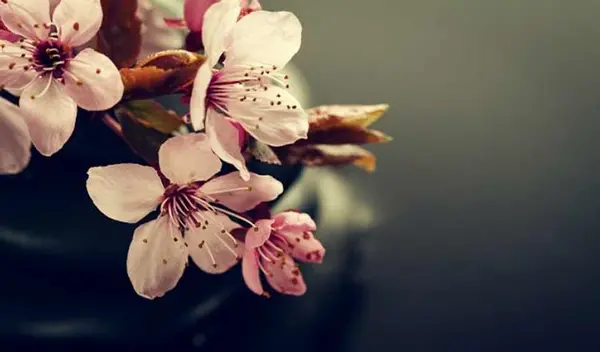 عکس ساده رنگی گلدار