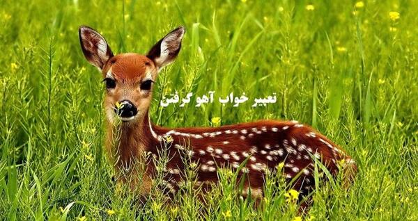 عکس چند آهو
