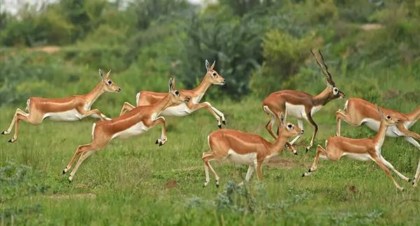 عکس چند آهو