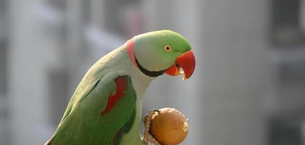 عکس طوطی ملنگو آبی