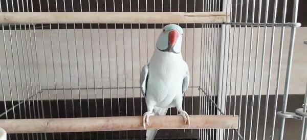 عکس طوطی ملنگو آبی