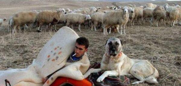 عکس سگ های نگهبان گله