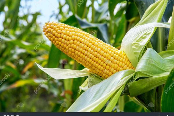 عکس ذرت برای تصویر زمینه