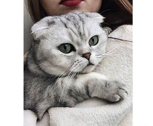 عکس گربه دخترونه برای پروفایل