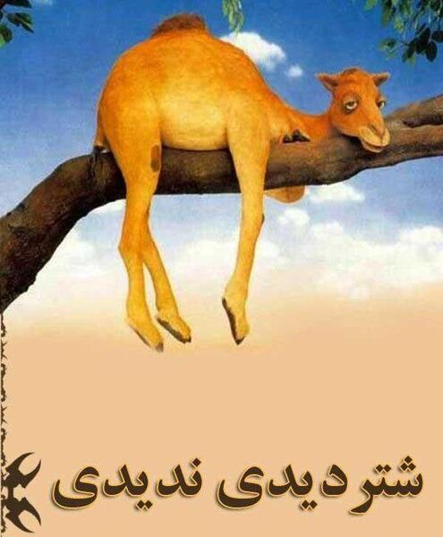عکس حکایت شتر دیدی ندیدی