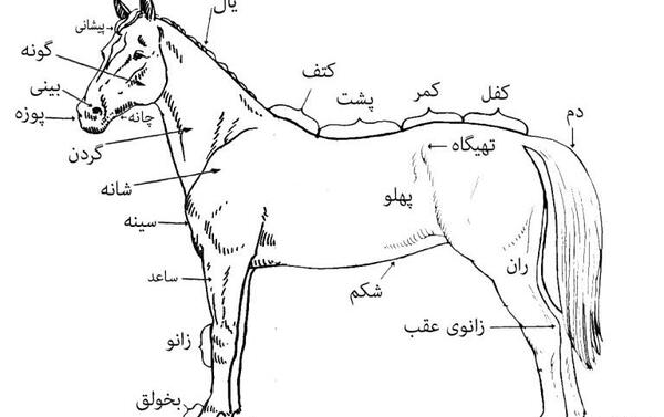 عکس تصاویر اناتومی بدن اسب