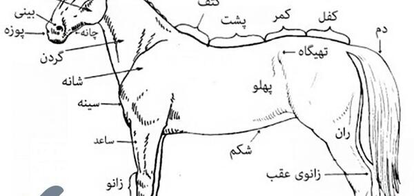 عکس تصاویر اناتومی بدن اسب