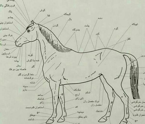 عکس تصاویر اناتومی بدن اسب