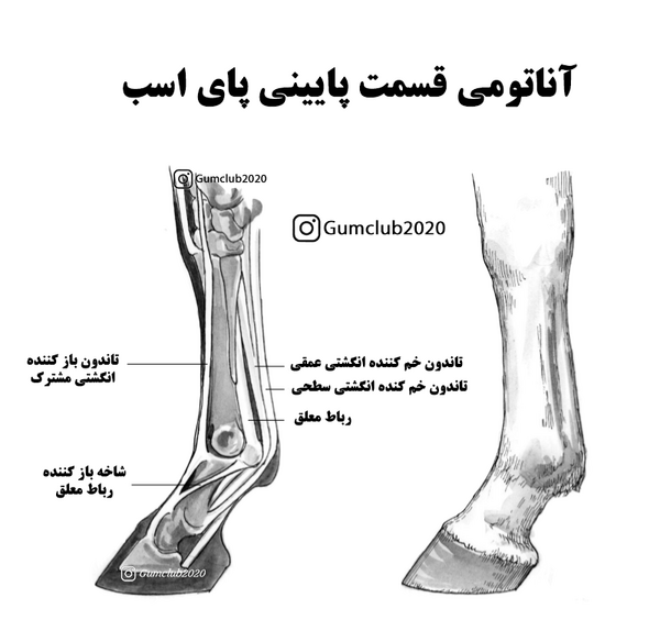 عکس تصاویر اناتومی بدن اسب