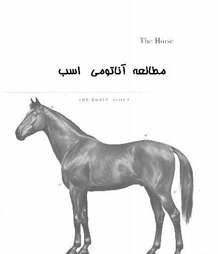 عکس تصاویر اناتومی بدن اسب