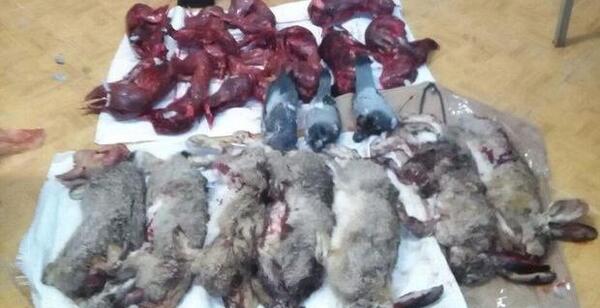 عکس خرگوش شکار شده