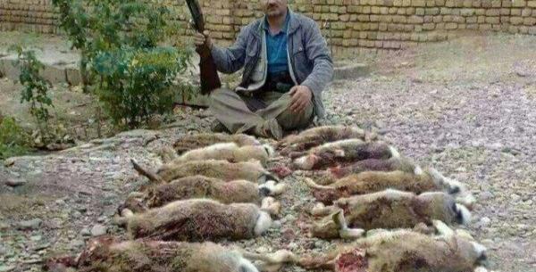 عکس خرگوش شکار شده