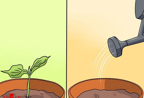 عکس مراحل کاشت یک گیاه