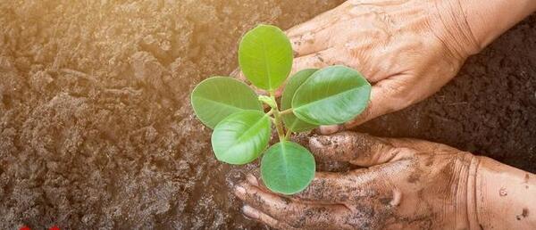 عکس مراحل کاشت یک گیاه