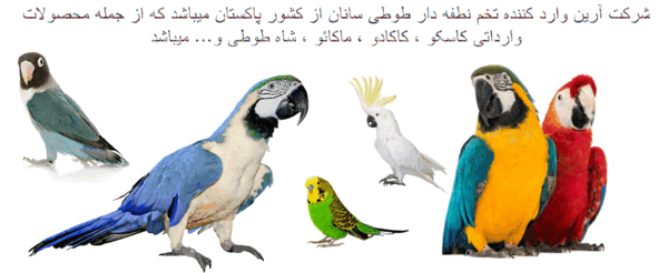 عکس طوطی طاووس