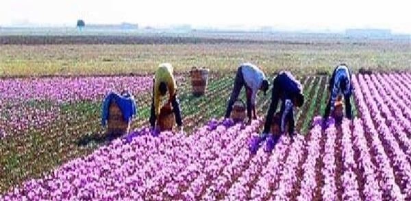 عکس زمین کشاورزی زعفران
