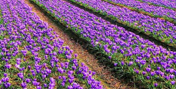 عکس زمین کشاورزی زعفران