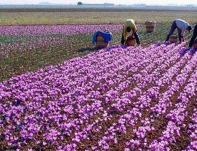 عکس زمین کشاورزی زعفران