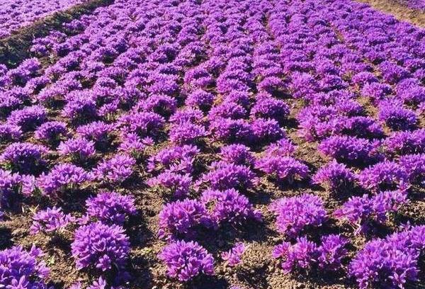 عکس زمین کشاورزی زعفران