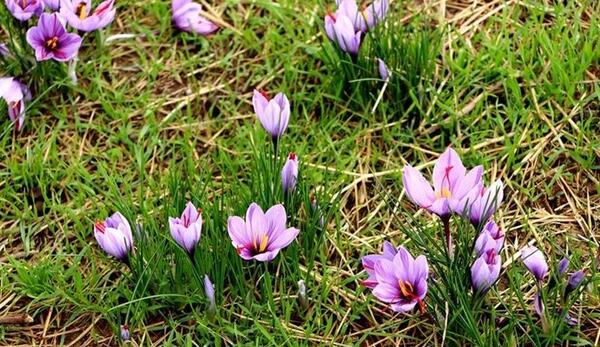 عکس زمین کشاورزی زعفران