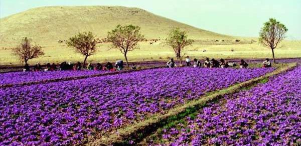 عکس زمین کشاورزی زعفران