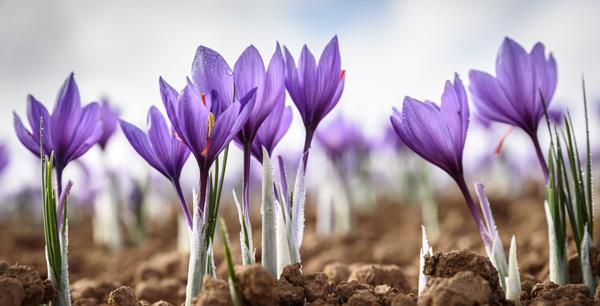 عکس زمین کشاورزی زعفران