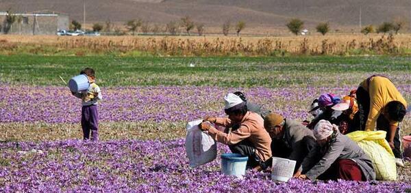 عکس زمین کشاورزی زعفران