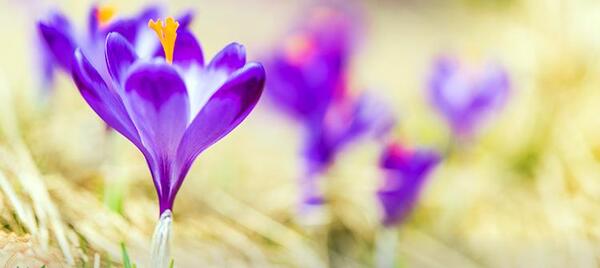 عکس زمین کشاورزی زعفران