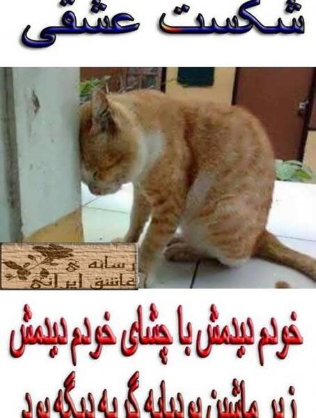 عکس های خنده دار گربه با متن