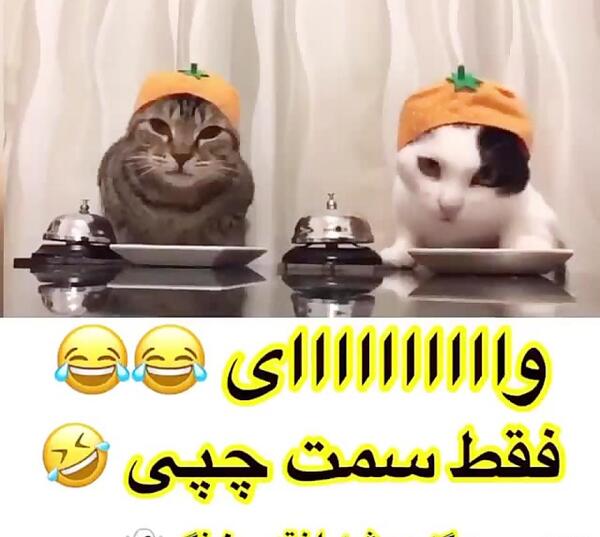 عکس های خنده دار گربه با متن