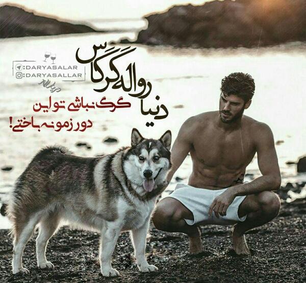 عکس گرگ با متن