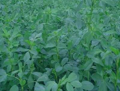 عکس خواص یونجه
