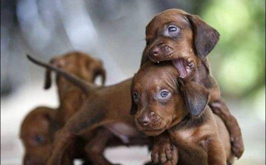 عکس بچه حیوانات ناز