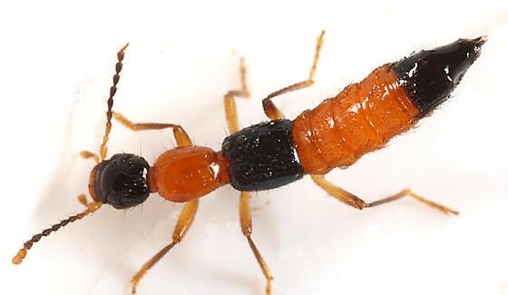 عکس سوسک دراکولا