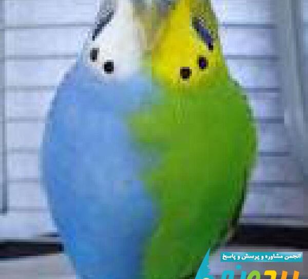 عکس رنگین کمان عشق